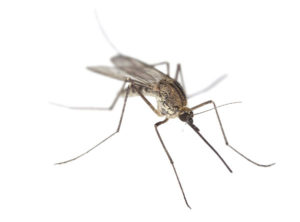 Mosquito-600px