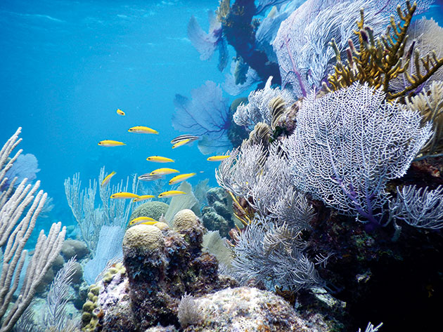 The coral reefs at Glover’s Reef Atoll, Belize, are a UNESCO World Heritage Site and outdoor classroom for students in Tropical Field Biology. Photo courtesy of Scott Solomon