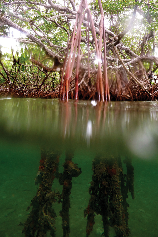 Mangroves are key habitats for many marine species, including sponges that cling to their roots beneath the water’s surface. Photo Courtesy of Scott Solomon