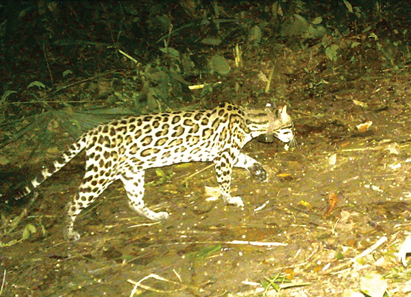  An ocelot caught by a “camera trap” during a nocturnal outing. Photo courtesy of Scott Solomon