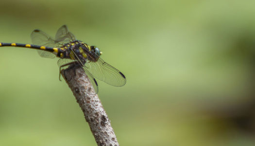 Dragonfly Ecology