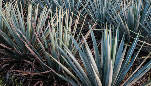 The New Agave