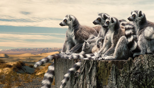To Protect Trees, Protect Lemurs